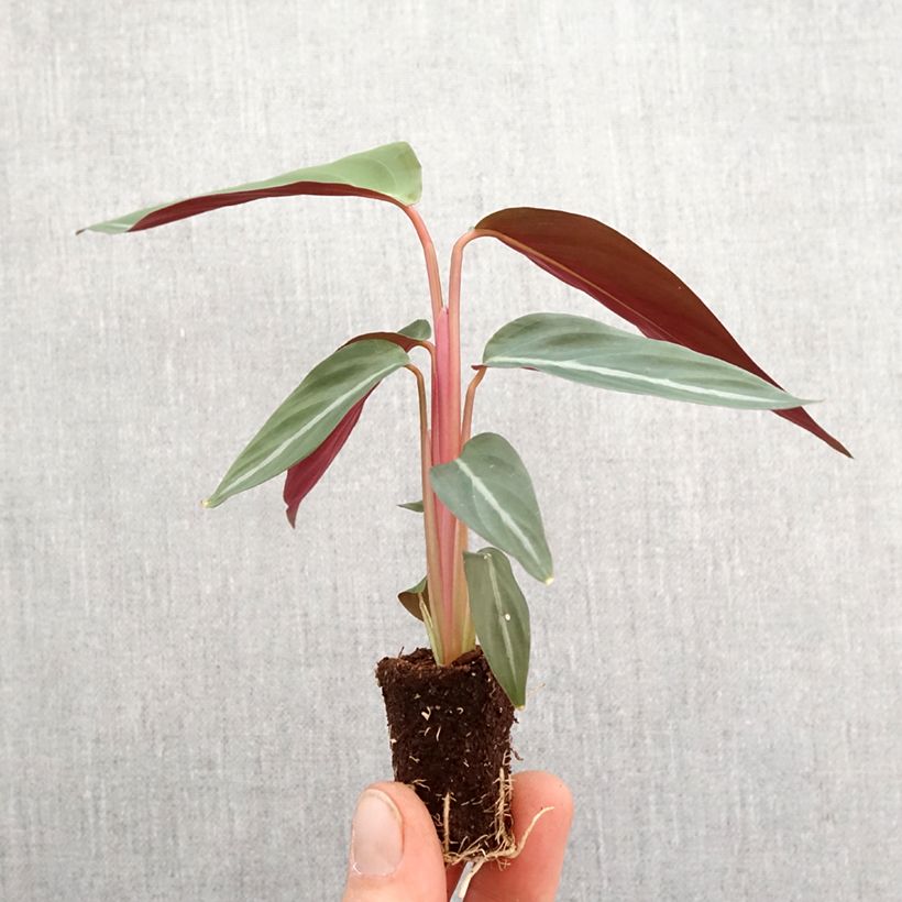 Spécimen de Calathea sanguinea - Mini-motte Ø 3/4 cm tel que livré au printemps