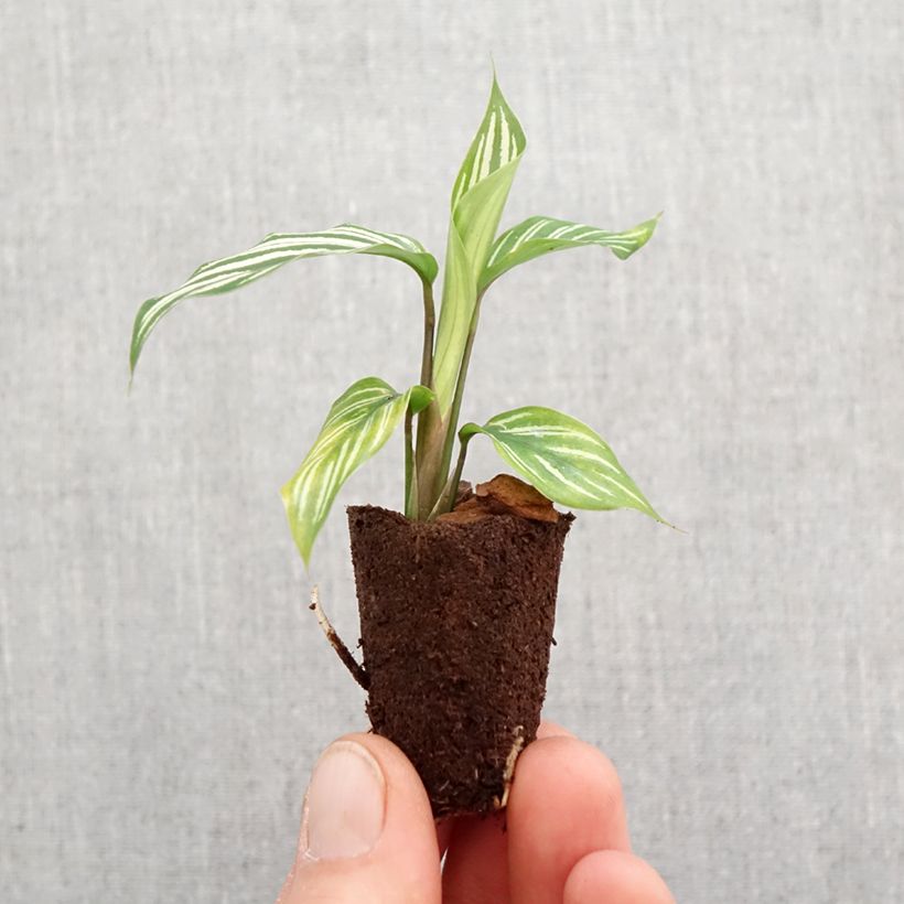 Spécimen de Calathea vittata - Mini-motte Ø 3/4 cm tel que livré au printemps