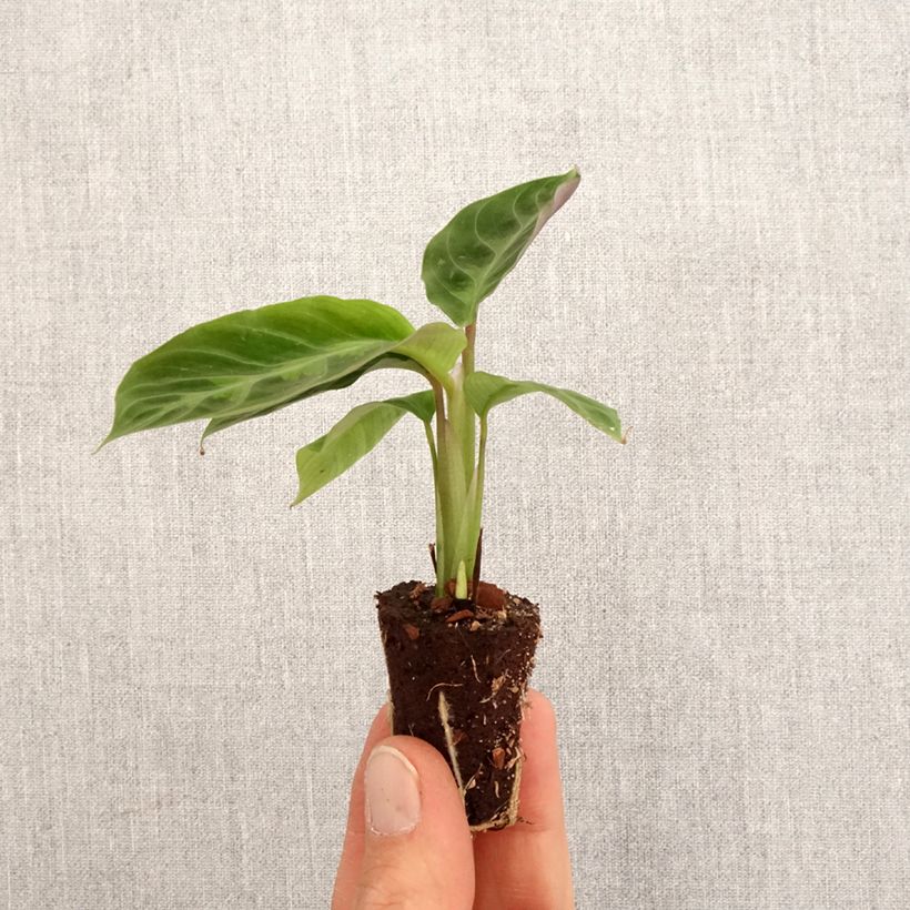 Spécimen de Calathea warscewiczii - Mini-motte Ø 3/4 cm tel que livré au printemps