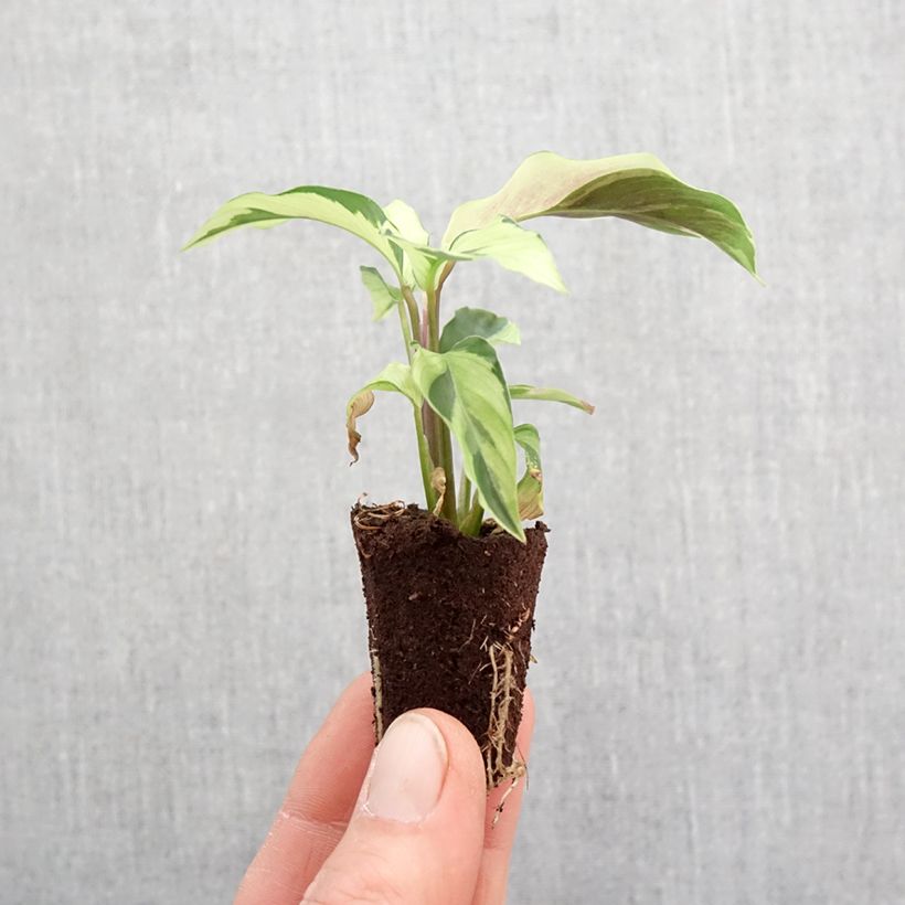 Spécimen de Calathea Yellow Fusion - Mini-motte Ø 3/4 cm tel que livré au printemps