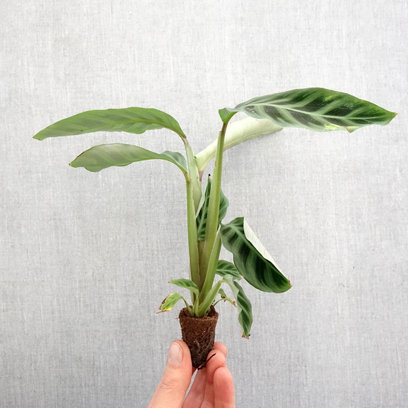 Spécimen de Calathea zebrina - Mini-motte Ø 3/4 cm tel que livré au printemps