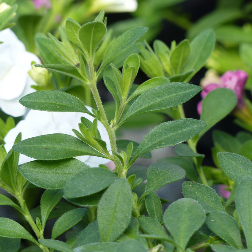 Calibrachoa Can-Can Rosies Pink Vein - Mini-pétunia double (Feuillage)