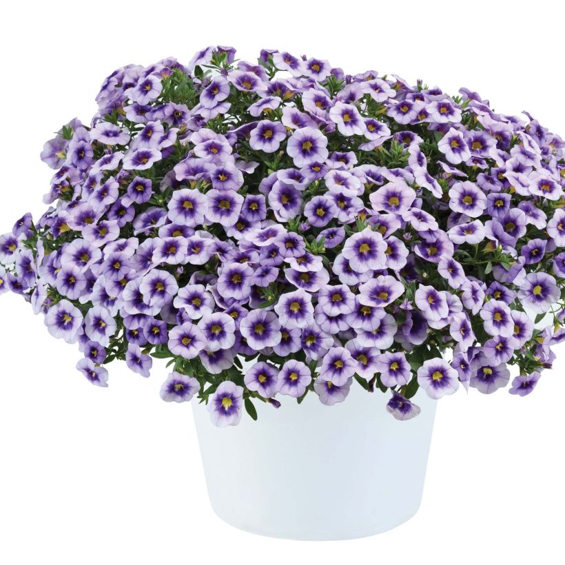 Calibrachoa Eyeconic Purple - Mini-pétunia (Port)