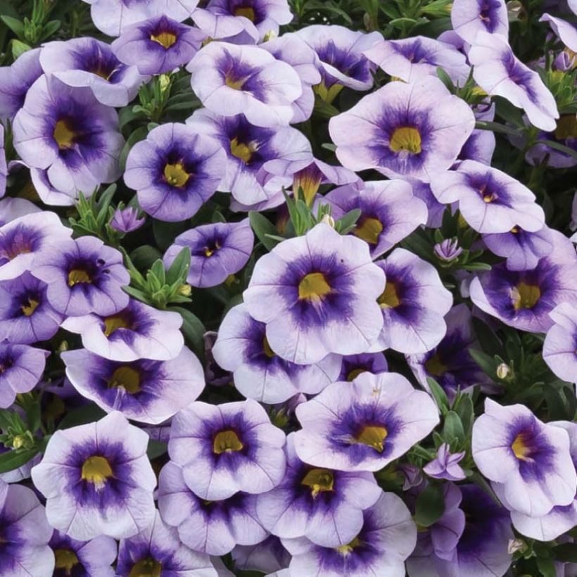 Calibrachoa Eyeconic Purple - Mini-pétunia (Floraison)