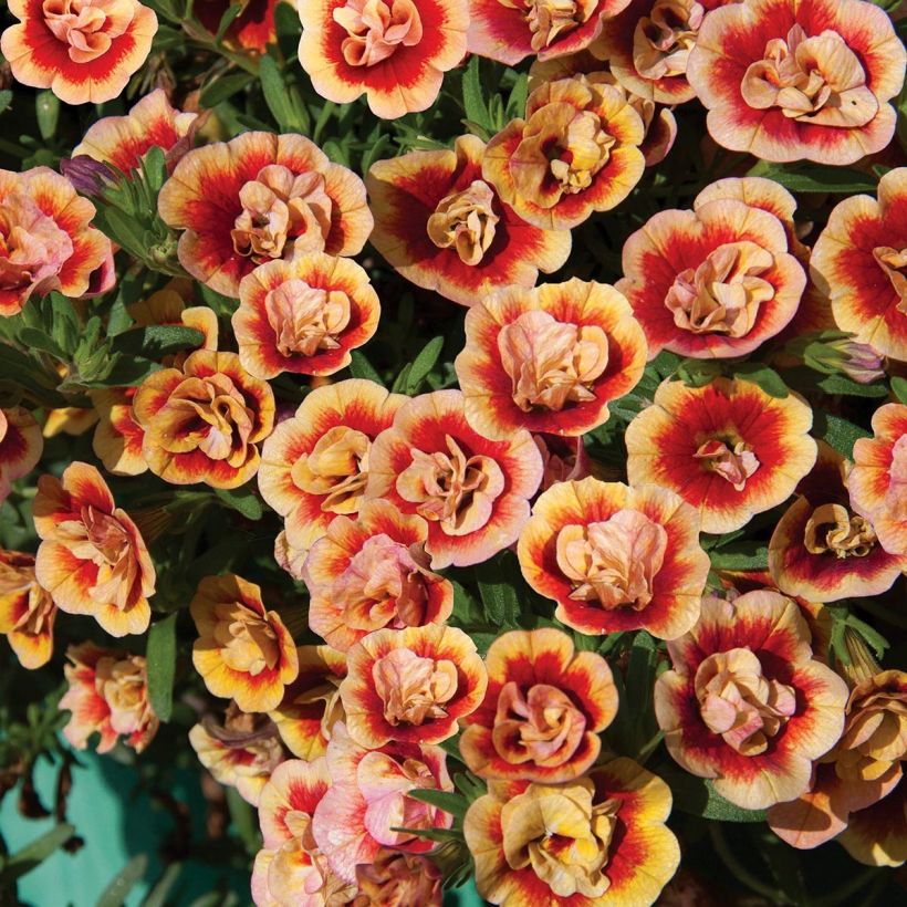 Calibrachoa Neo Double OrangeTastic - Mini-pétunia (Floraison)