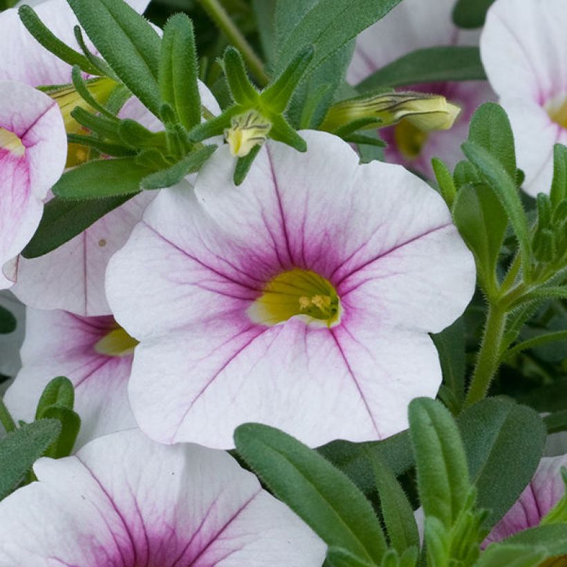 Calibrachoa Noa Almond Blossom - Mini-pétunia (Floraison)