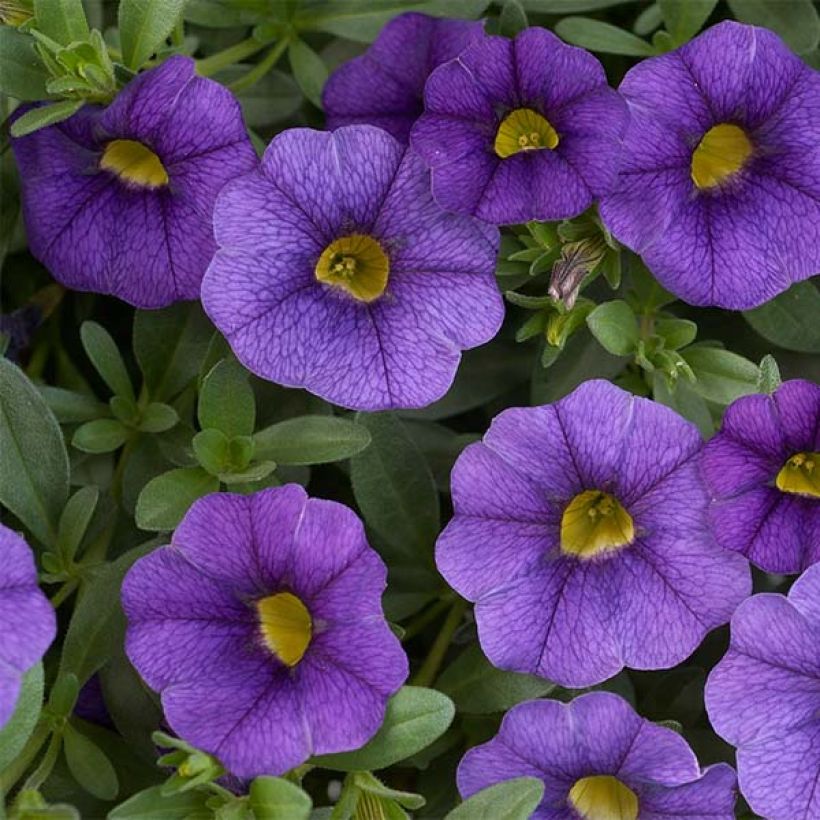 Calibrachoa Superbells Unique Blue Violet - Mini-pétunia (Floraison)