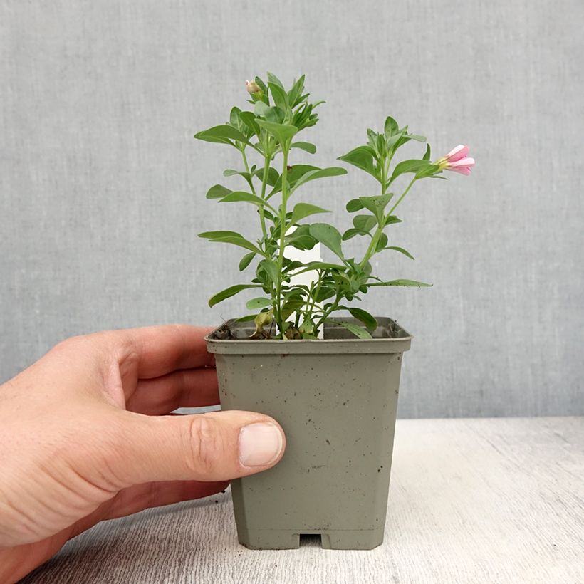 Spécimen de Calibrachoa Noa Bubblegum - Mini-pétunia - godet de 8/9cm tel que livré au printemps