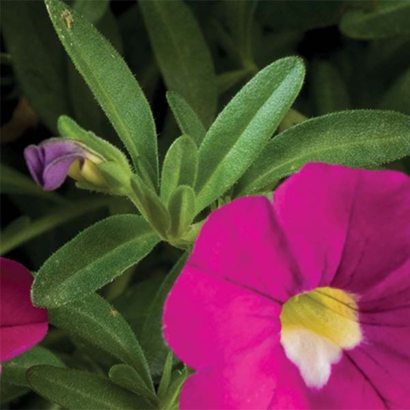 Calibrachoa Noa Dark Pink Carnival - Mini-pétunia (Feuillage)