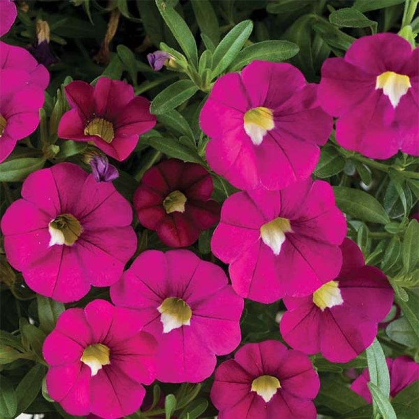 Calibrachoa Noa Dark Pink Carnival - Mini-pétunia (Floraison)