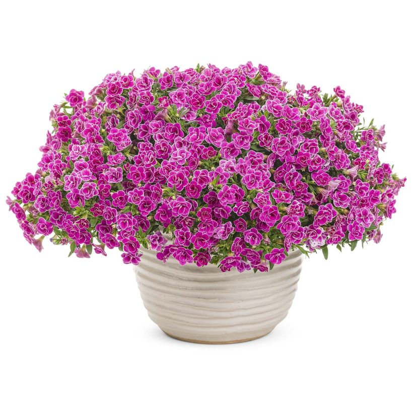 Calibrachoa Superbells Sweet Love - Mini-pétunia (Port)