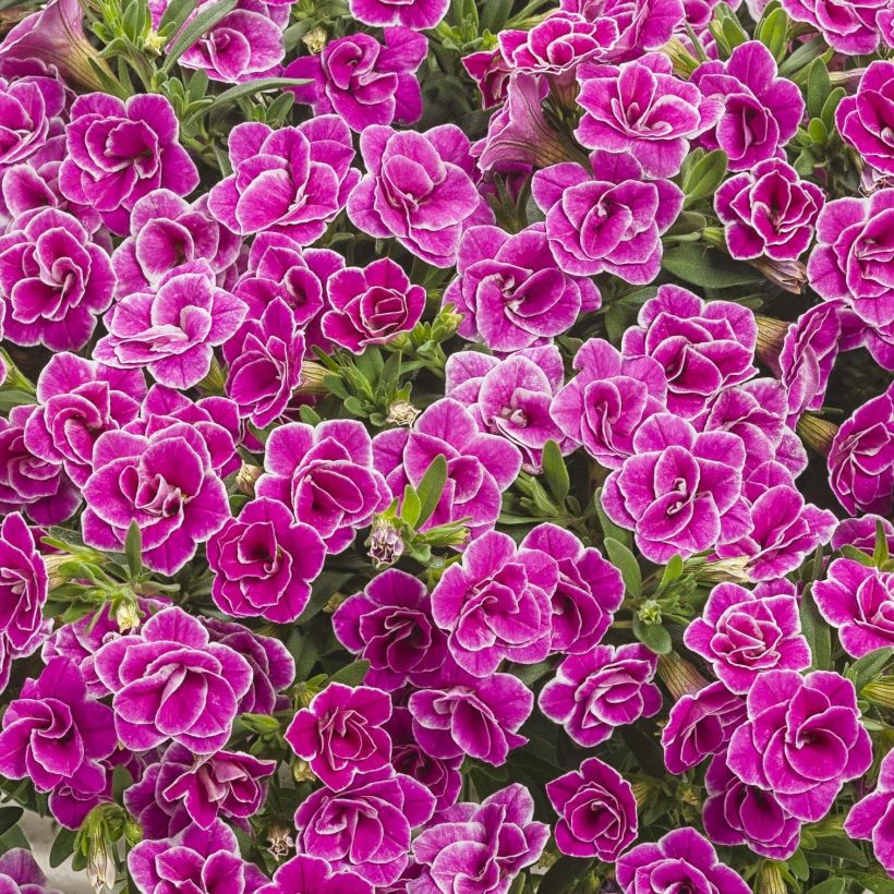 Calibrachoa Superbells Sweet Love - Mini-pétunia (Floraison)