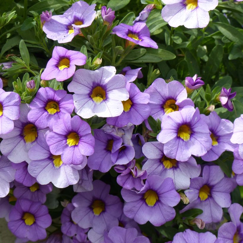 Calibrachoa Superbells Unique Lavender - Mini-pétunia (Floraison)