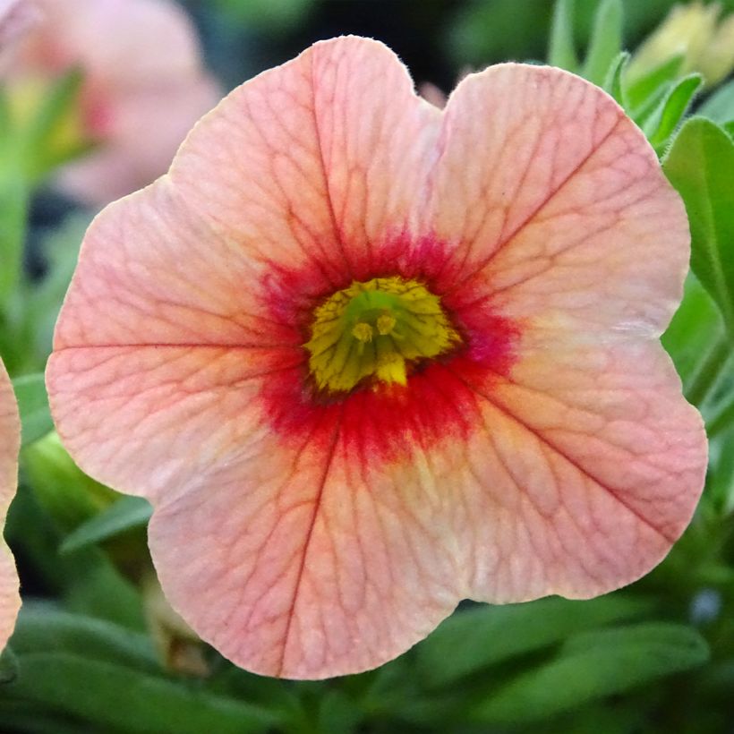 Calibrachoa Superbells Unique Mango Punch - Mini-pétunia (Floraison)