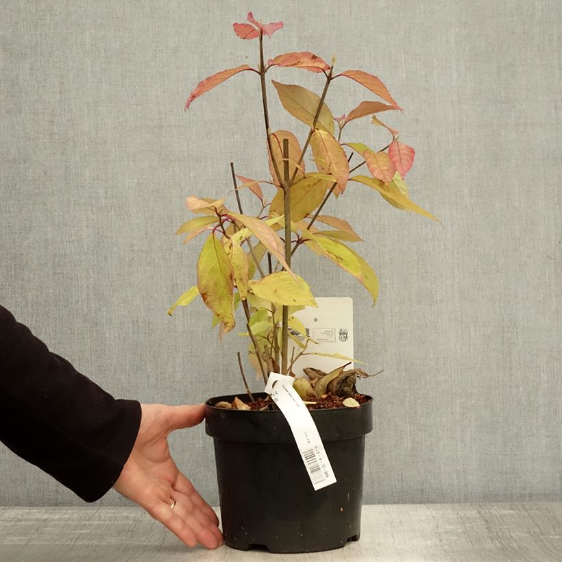 Spécimen de Callicarpa bodinieri Imperial Pearl Pot de 3L/4L tel que livré en automne