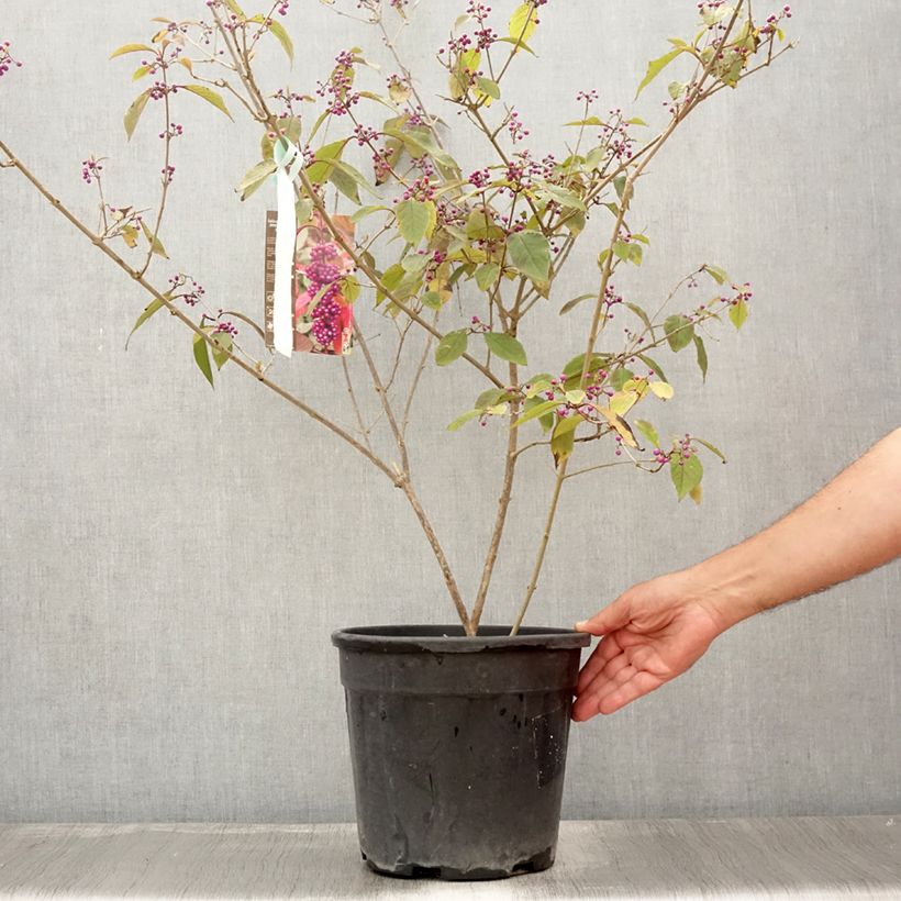 Spécimen de Callicarpa bodinieri Imperial Pearl en pot de 7,5l/10l tel que livré en été