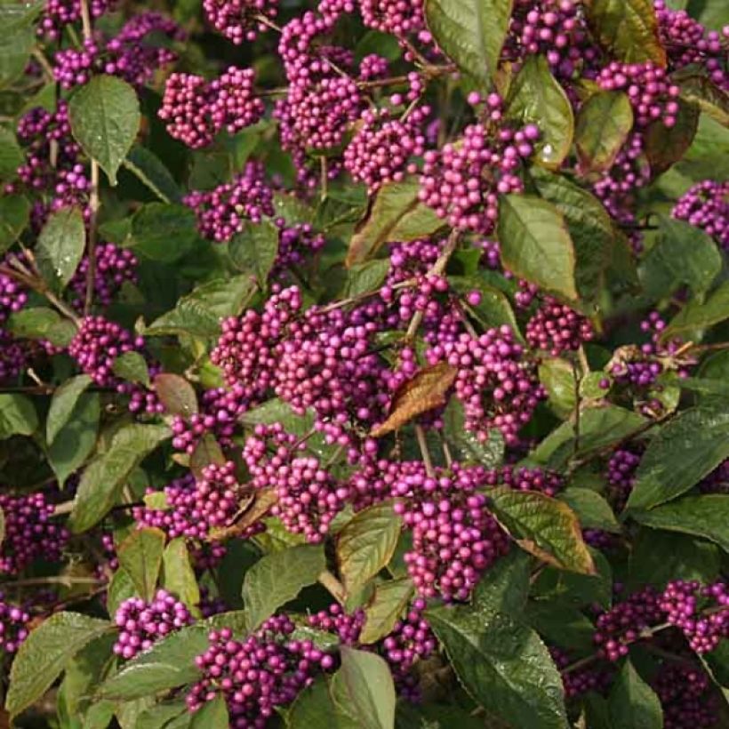 Callicarpa bodinieri Profusion - Arbuste aux bonbons (Floraison)