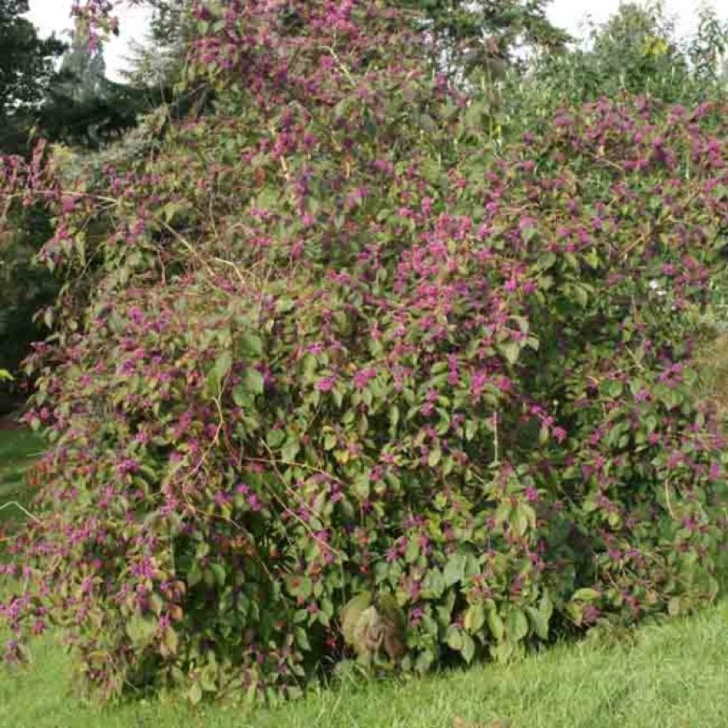 Callicarpa bodinieri Profusion - Arbuste aux bonbons (Port)