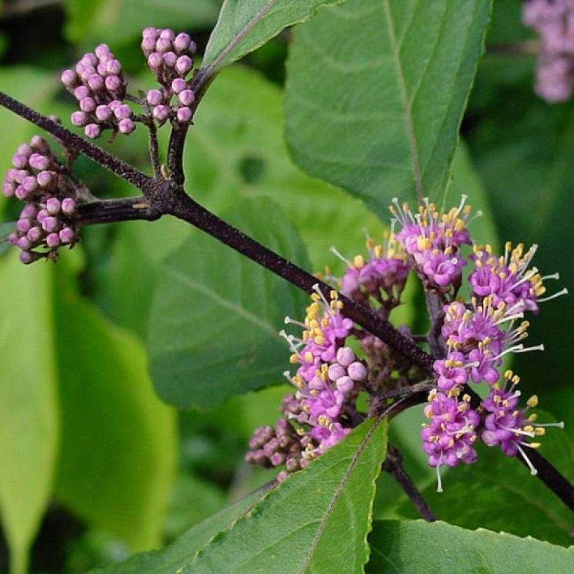 Callicarpa bodinieri Profusion - Arbuste aux bonbons (Feuillage)