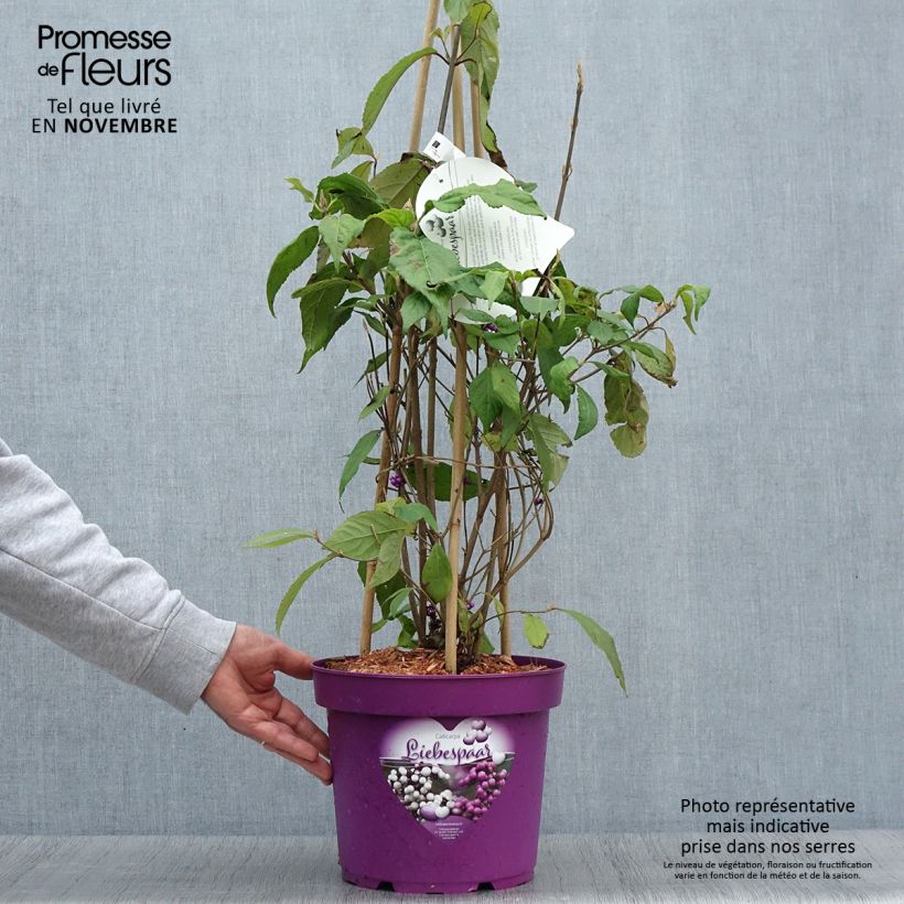 Spécimen de Callicarpa bodinieri Liebespaar - Arbuste aux bonbons Pot de 7,5L/10L tel que livré en automne