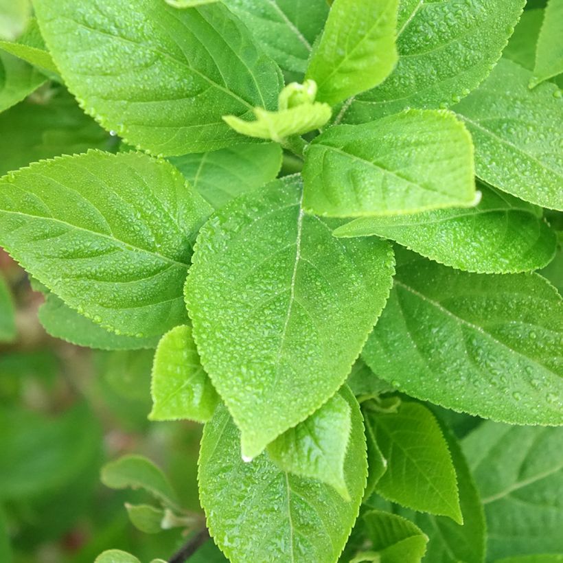 Callicarpa bodinieri Liebespaar - Arbuste aux bonbons (Feuillage)