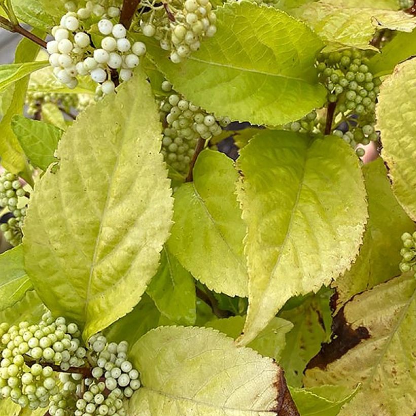 Callicarpa bodinieri Magical Snowstar (Feuillage)