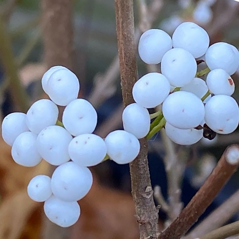 Callicarpa bodinieri Magical Snowstar (Récolte)