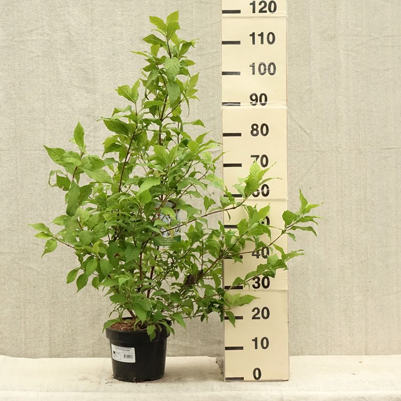 Spécimen de Callicarpa bodinieri Magical Snowstar Pot de 3L/4L tel que livré en été