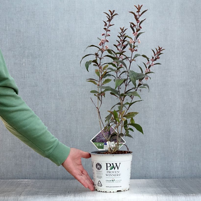 Spécimen de Callicarpa bodinieri Pearl Glam Pot de 3L/4L tel que livré en été