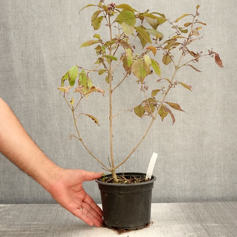 Spécimen de Callicarpa bodinieri Profusion - Arbuste aux bonbons Pot de 2L/3L tel que livré en été
