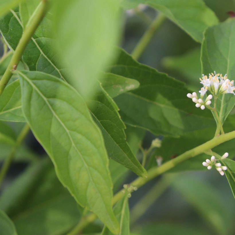 Callicarpa dichotoma Albibacca (Feuillage)