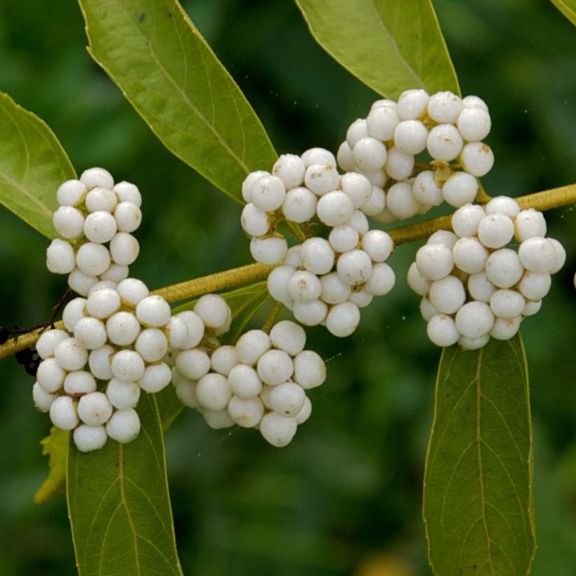 Callicarpa dichotoma Albibacca (Floraison)