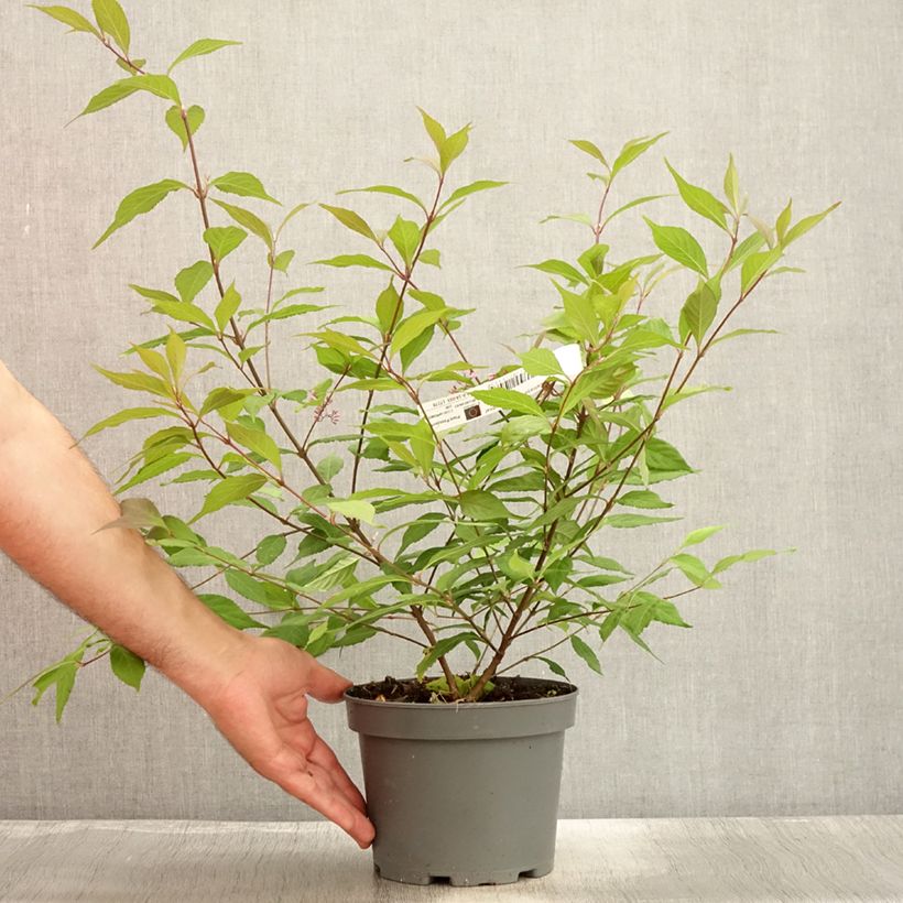 Spécimen de Callicarpa dichotoma Cardinal - Arbuste aux bonbons Pot de 2L/3L tel que livré en été