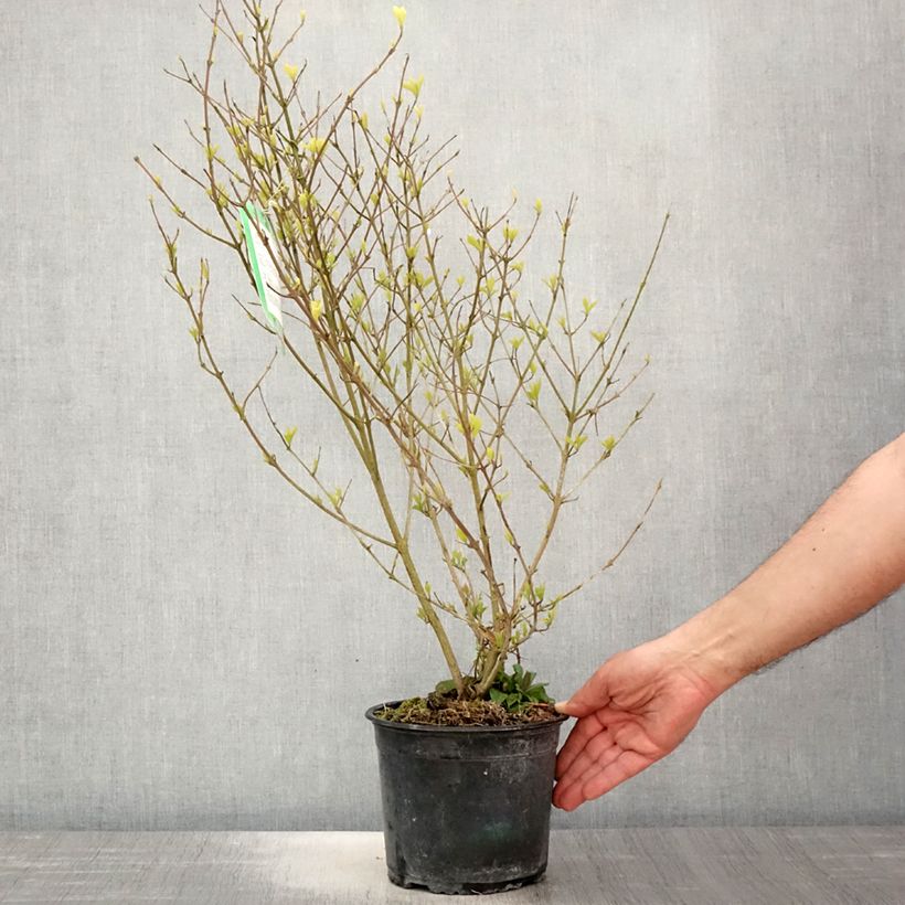 Spécimen de Callicarpa dichotoma Cardinal - Arbuste aux bonbons Pot de 2L/3L tel que livré au printemps