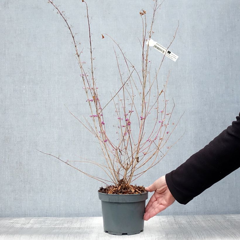Spécimen de Callicarpa dichotoma Issai Pot de 3L/4L tel que livré en automne