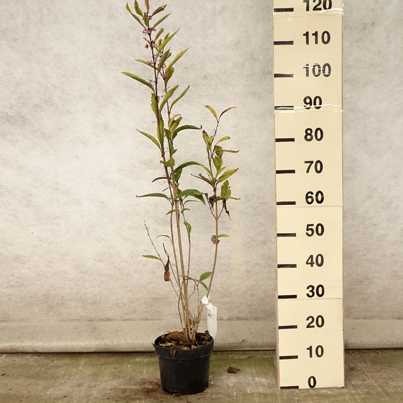 Spécimen de Callicarpa kwangtungensis Pot de 2L/3L tel que livré en été
