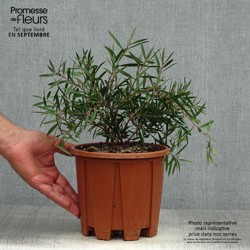 Spécimen de Callistemon citrinus Burgundy - Rince bouteille Pot de 3L/4L, Touffe tel que livré en automne