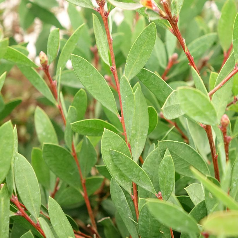 Callistemon citrinus Mauve Mist - Rince bouteille (Feuillage)