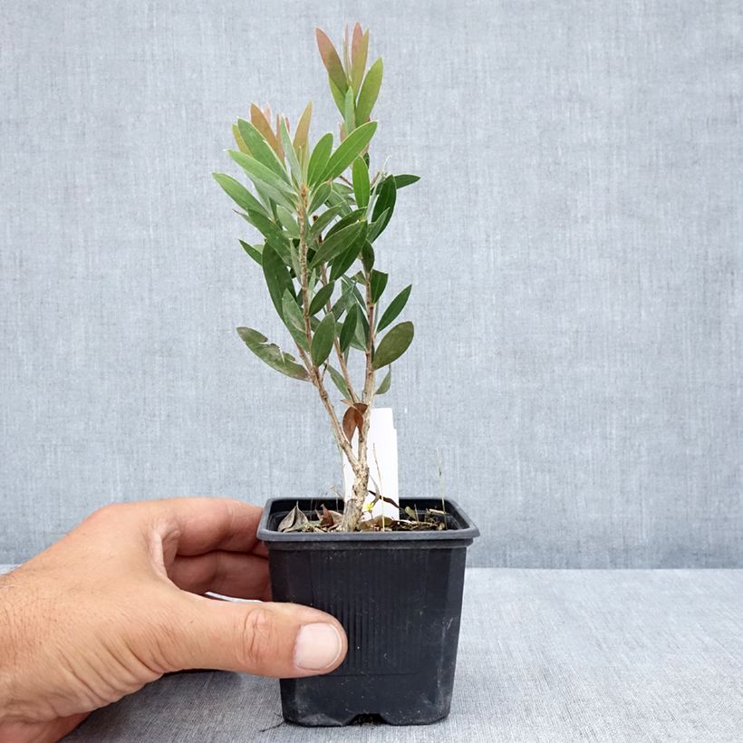 Spécimen de Callistemon Inferno - Rince bouteille Godet de 8/9 cm tel que livré en été
