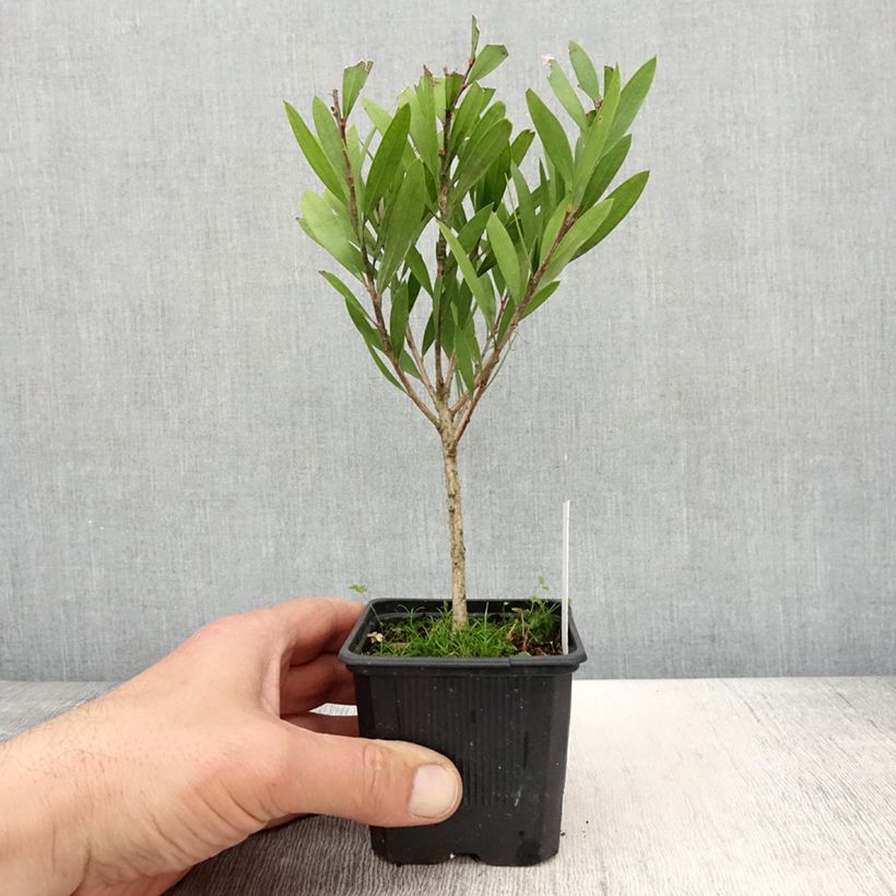 Spécimen de Callistemon Inferno - Rince bouteille - Godet de 8/9 cm tel que livré au printemps