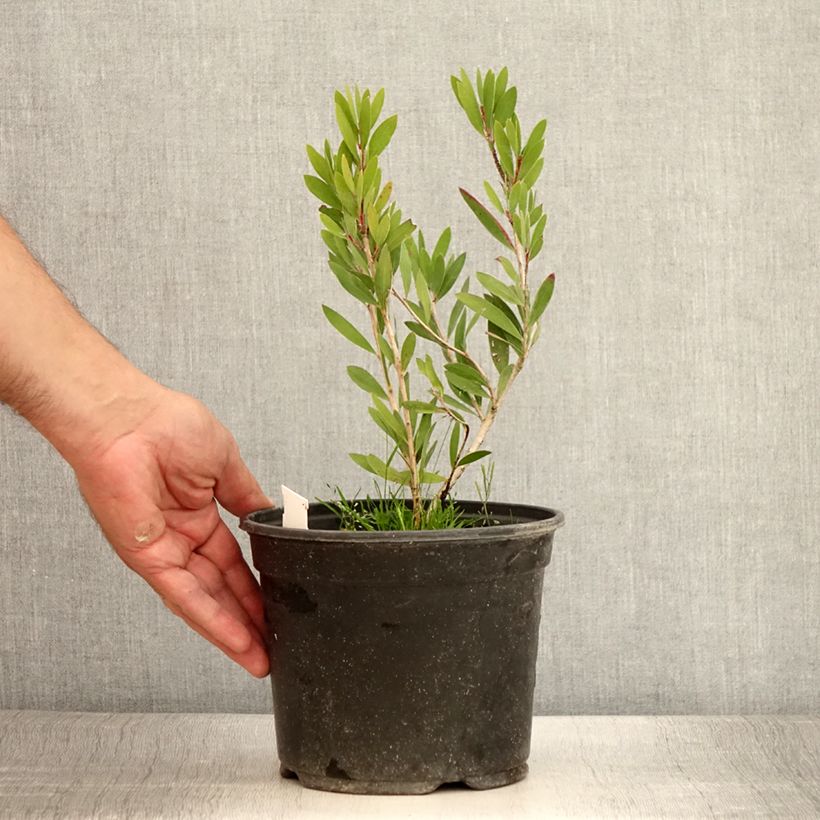 Spécimen de Callistemon Inferno - Rince bouteille Pot de 3L/4L tel que livré en été