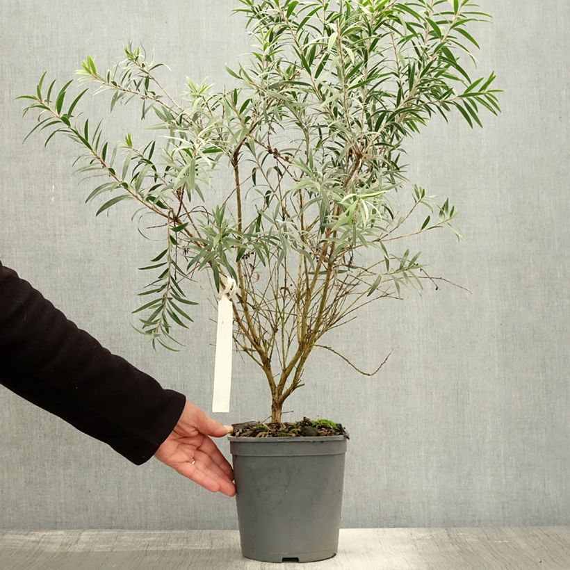 Spécimen de Callistemon masotti Mini Red - Rince bouteille Pot de 3L/4L, Touffe tel que livré en automne