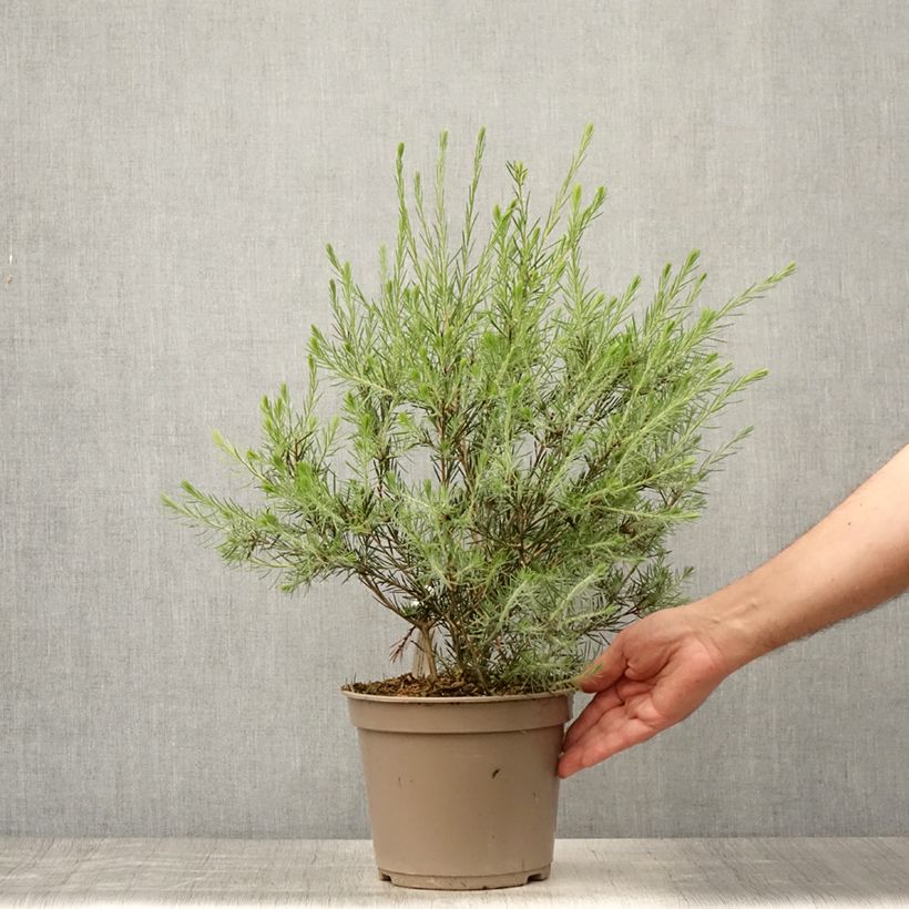 Spécimen de Callistemon pityoides Widdicomb Gem - Rince-bouteille Pot de 4L/5L tel que livré en été