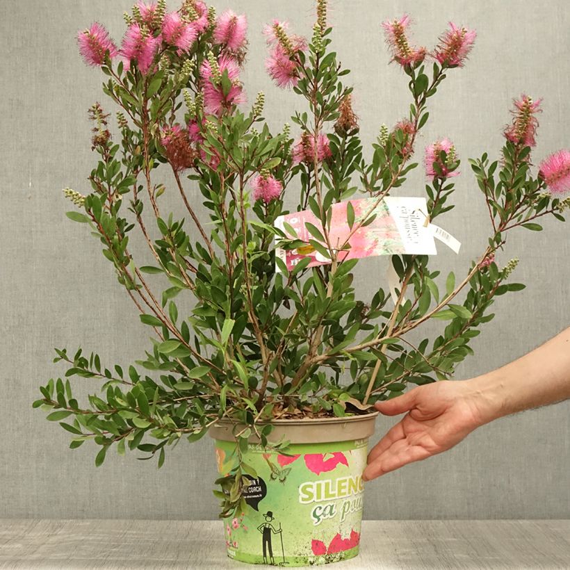 Spécimen de Callistemon viminalis Hot Pink – Rince bouteille Pot de 6L/7L tel que livré en été