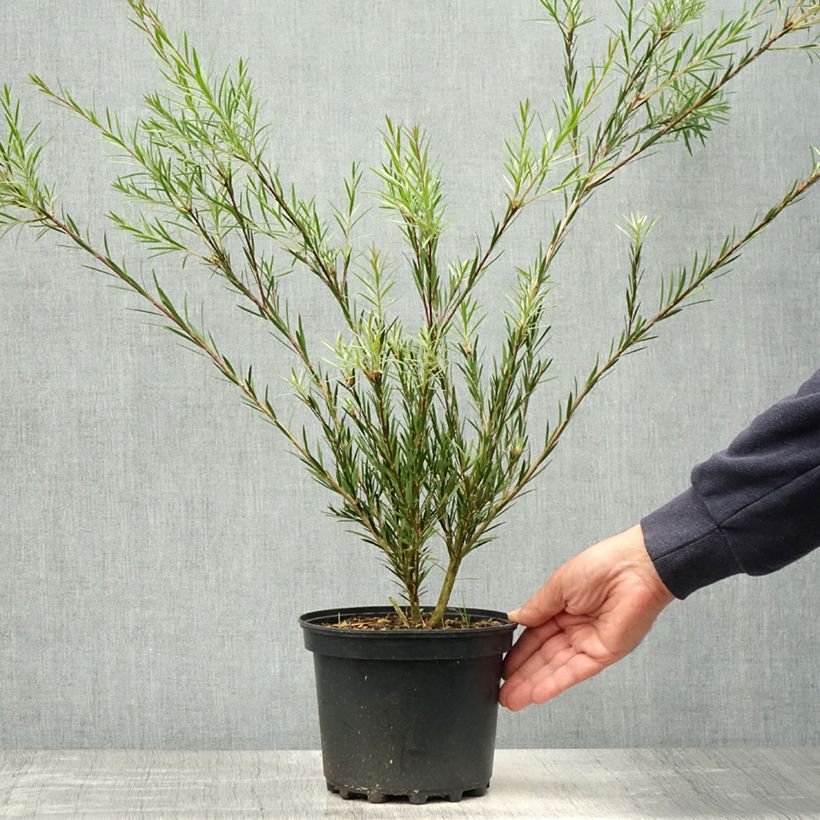 Spécimen de Callistemon Woodlander's Hardy - Rince-bouteille Pot de 3L/4L tel que livré au printemps