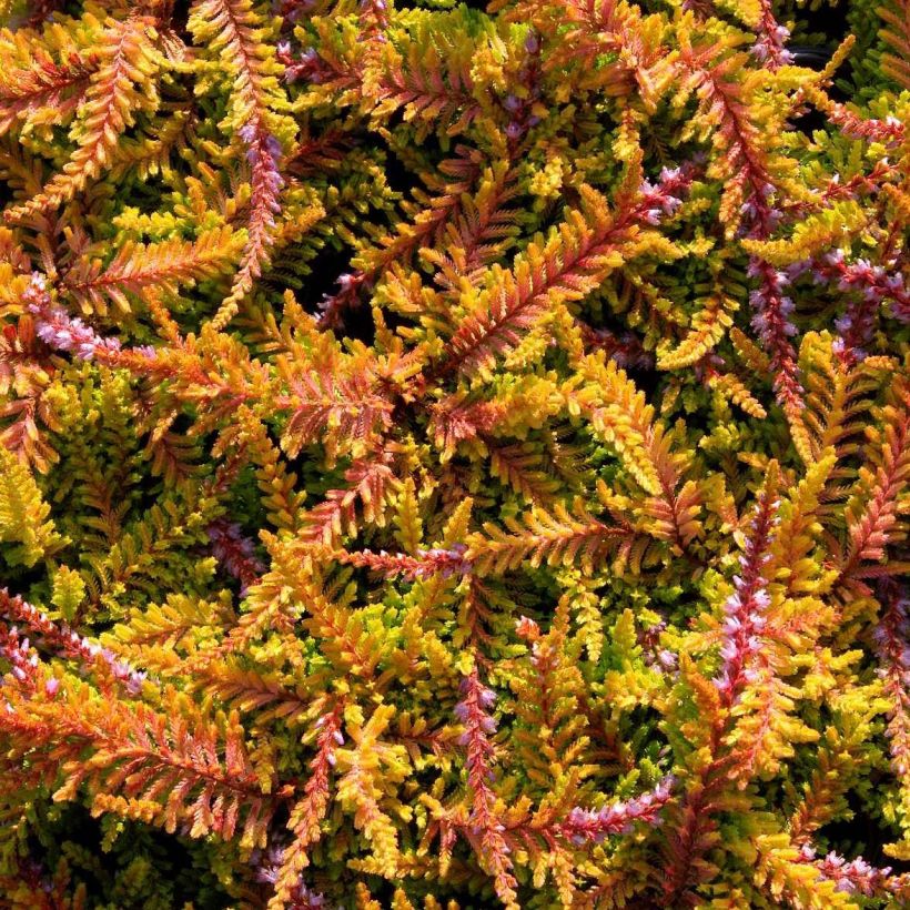 Bruyère d'été - Calluna vulgaris Wickwar Flame (Floraison)