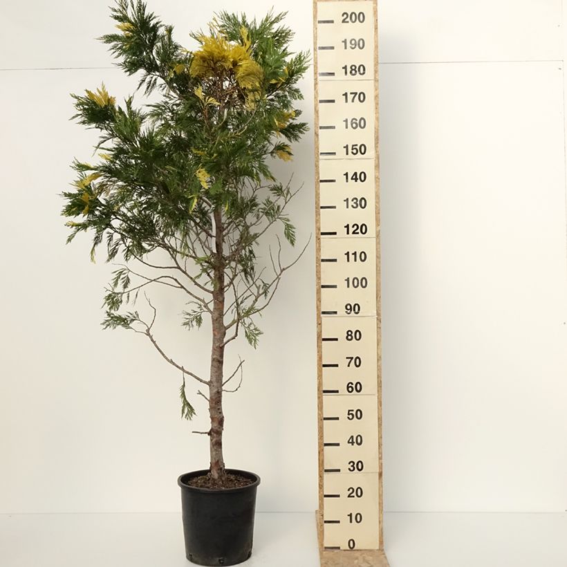 Spécimen de Calocedrus decurrens Aureovariegata - Cèdre blanc de Californie Pot de 18L/20LHauteur livrée env. 100/125cm tel que livré en hiver