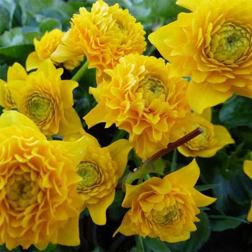 Caltha palustris Plena - Populage double  (Floraison)