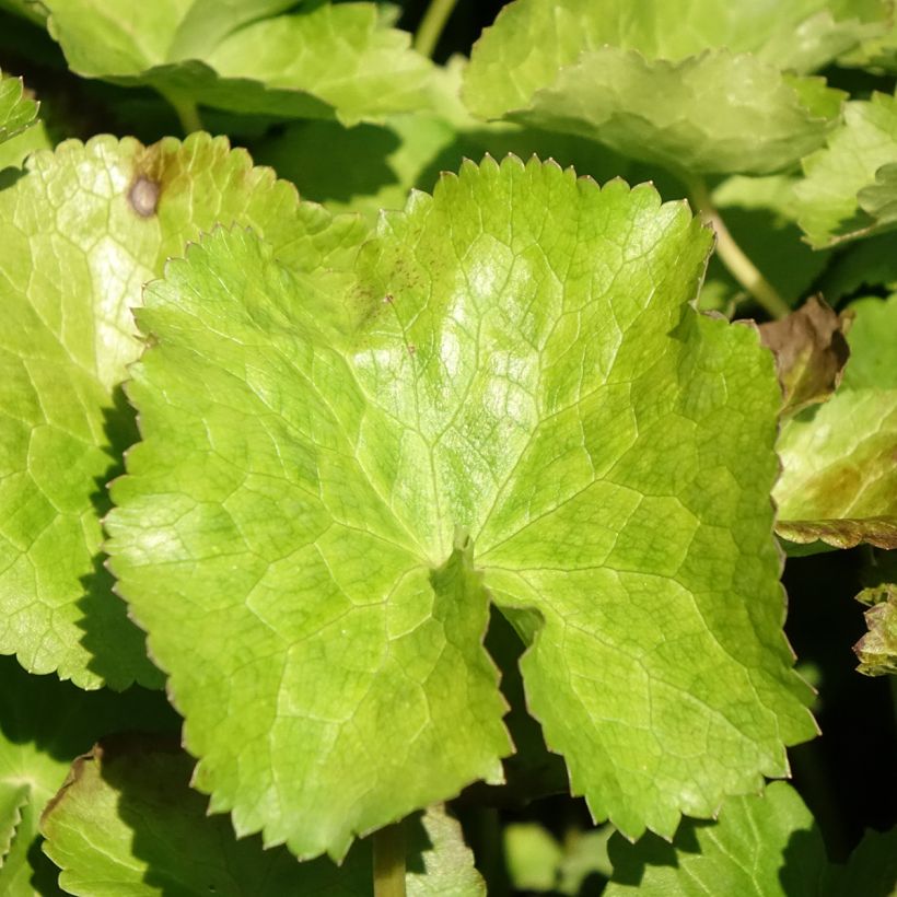 Caltha palustris var.alba - Populage blanc - Souci des marais blanc (Feuillage)