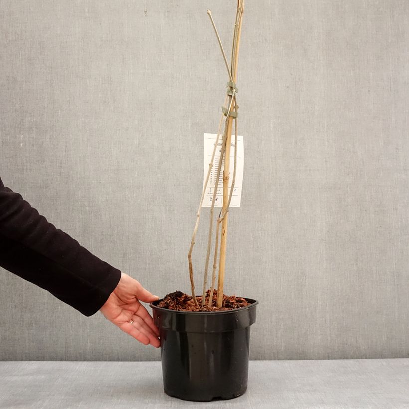 Spécimen de Calycanthus chinensis - Arbre aux anémones - Pot de 4L/5L tel que livré en hiver